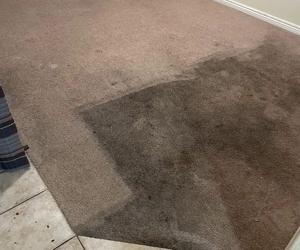 Carpet in a St. George home part-way through the job, with a clear line between the section that has been done and the section that has not